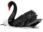 Blackswan