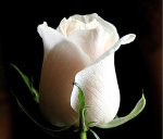 white.Rose