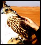 الصورة الرمزية احبهمـ