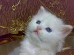 الصورة الرمزية نوونة