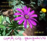   violetflower