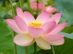   .Lotus