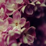   Lilac