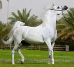الصورة الرمزية Bandar_x5