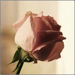 الصورة الرمزية Pink_Dream