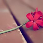 الصورة الرمزية aneen