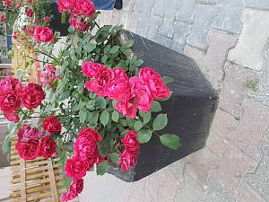     

:	٢*١٧*٥٢٢_١٨٥٢٤٩.jpg
:	16
:	126.4 
:	324099