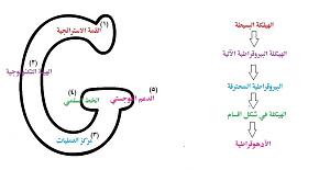 -%D1%E6%D3%E6%E3%C7%CA-%D0%E5%E4%ED%C9-%E1%ED-%C7%E1%E3%CD%C7%D6%D1%C9-%C7%E1%D3%C7%CF%D3%C9.jpg