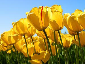 -tulips.jpg