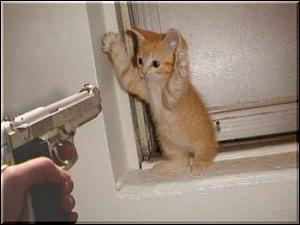 -catfunhelpsu7.jpg