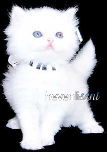 -home-page-kitty.jpg