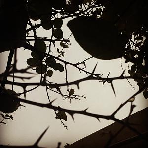 -img_7054.jpg