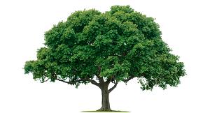 -home_tree.jpg