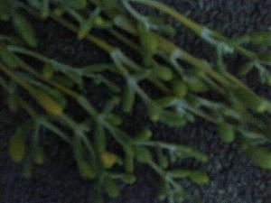 -img-20130308-01598.jpg