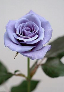 -%FE%E1%DE%D8%C9-%C7%E1%D4%C7%D4%C9-%DD%ED-%FD.-%FD.-%D5.png