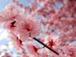  (Sakura (桜