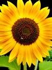   sun flower