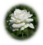   White Rose